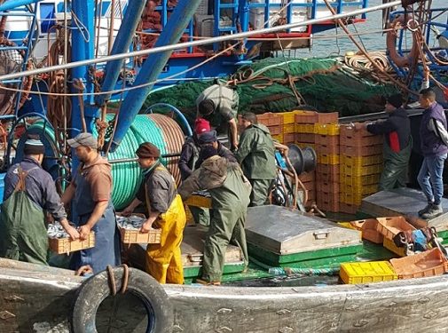 تجار السمك بأكادير يطالبون بتعميم استعمال الصناديق البلاستيكة للاسماك السطحية