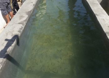 الصحراء الجزائرية تصدر السمك إلى تونس