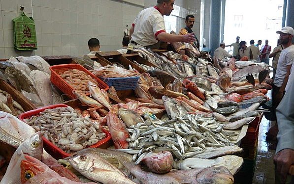 البورباج يقي المغرب ثورة سمكية