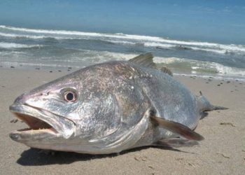 هل ينصف الكوربين اسطول الصيد بالخيط