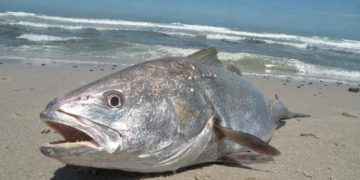 هل ينصف الكوربين اسطول الصيد بالخيط