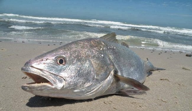 هل ينصف الكوربين اسطول الصيد بالخيط