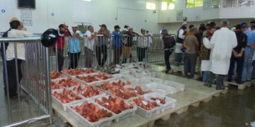 مهنيون يفضحون  التهريب و التلاعبات بميناء أسفي