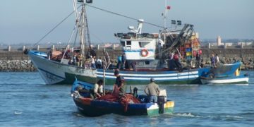 الغرف المهنية في الصيد البحري و ضرورة التشبيب