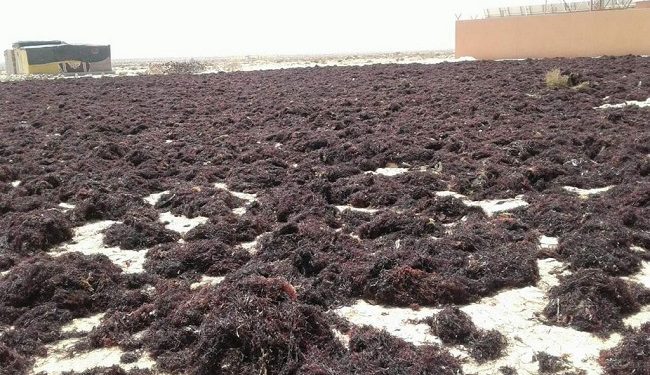 تأخير الافراج عن حصص تصدير الطحالب يضرب فلسفة تثمين المنتوج  في الصميم