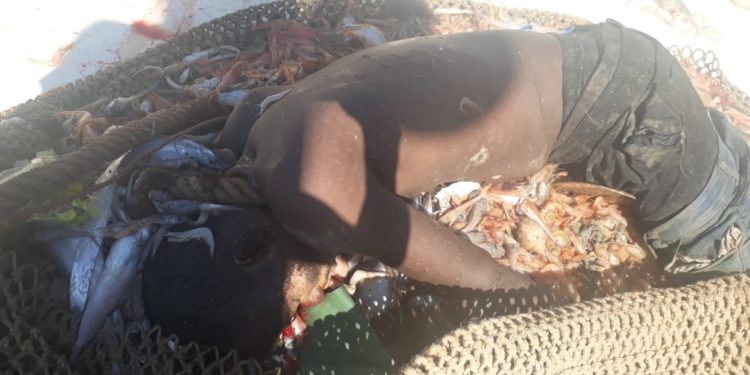 الناظور: مسلسل انتشال الجثث يؤرق بال ربابنة مراكب الصيد بالجر