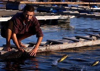 رؤية مصر 2020: طفرة حقيقة في الاستزراع السمكي بـ2.3 مليون طن سنويا