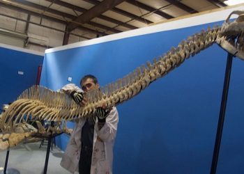 حفرية بحرية عملاقة عمرها 70 مليون عام