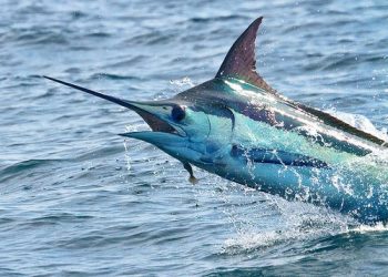 الاسبادو يطلق شرارة النزاع بين اسبانيا و المغرب