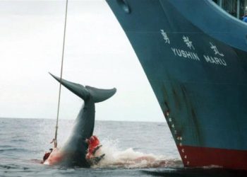 الأمن الغذائي يفرض على اليابان صيد الحيتان