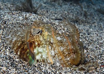 تطور خطير في ملف التهريب بميناء المهدية