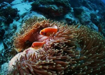 أسماك ولافقاريات وثدييات مهددة بخطر الزوال بحلول العام 2100