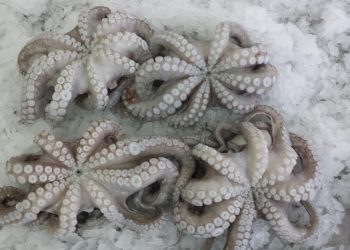 مهنيو الدائرة البحرية للناظور يطالبون بالرفع من حصة الأخطبوط