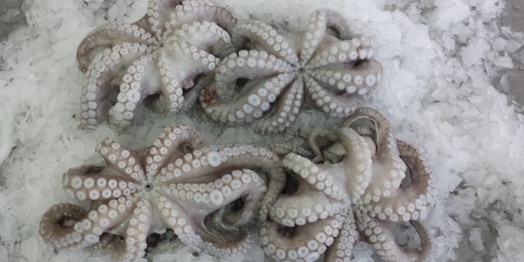 مهنيو الدائرة البحرية للناظور يطالبون بالرفع من حصة الأخطبوط