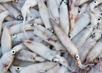 ترحيب كبير لمهنيّ الصيد بالخيط بانتزاع حصة الحبار