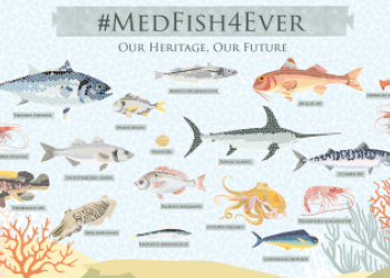 MedFish4Ever 2019
