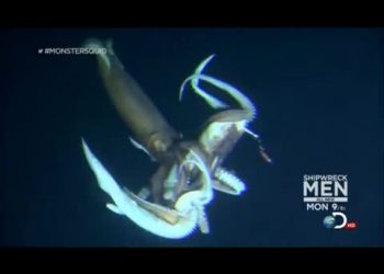 علماء يعثرون على الحبار العملاق في أعماق مياه الولايات المتحدة الامريكية