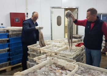 ميناء الناظور،في أول يوم لتفريغ الأخطبوط وفرة في المنتوج و استياء من حجم الحصة.