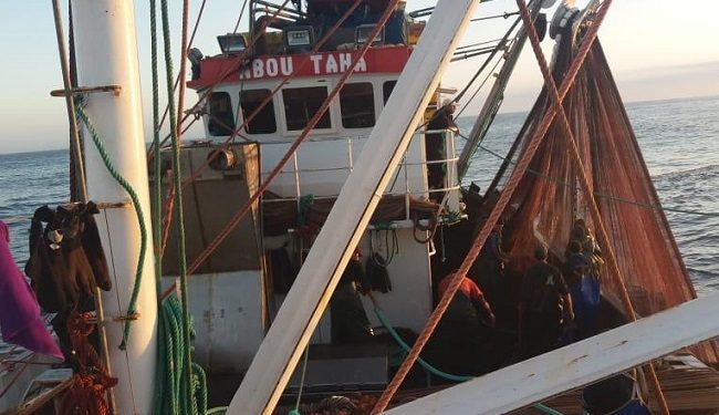 تحويل الأضرار الى منافع، عنوان مبادرة لمهنيّ صيد الأسماك السّطحية في مواجهة اجتياح الرابوز.