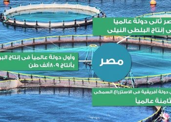 مصر تحقق اكتفاءها الذاتي من السمك