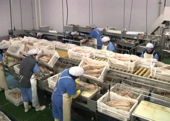 اليونسكو: النساء يشكلن 50% من قوة العمل بالصناعات البحرية