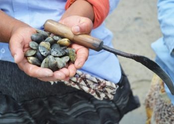 حظر جمع وتسويق الصدفيات على مستوى منطقة رأس كبدانة- السعيدية