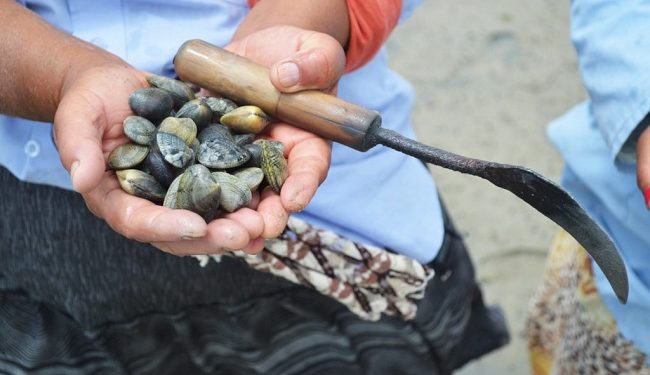 حظر جمع وتسويق الصدفيات على مستوى منطقة رأس كبدانة- السعيدية