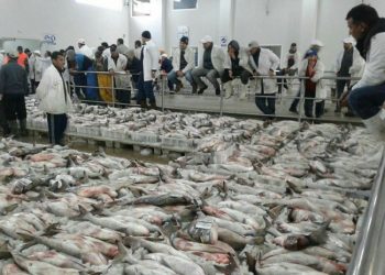 تدهور كبير في أسعار المنتوجات البحرية يقلق مهنيي الصيد و تجارة السمك