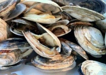 رفع الحظر عن صدفيات أم الطيور- شويكة/ الصويرة