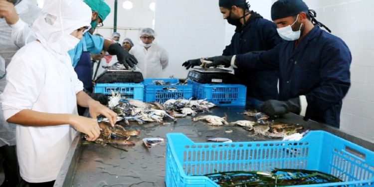 تثمين سلطعون البحر يعزز الصادرات التونسة من المنتجات البحرية