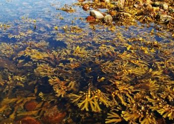الأعشاب البحرية تتمدد آلاف الكيلومترات بالأطلسي