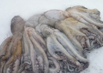 الصيادون الموريتانيون يخلدون العيد الوطني للأخطبوط