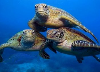 “سلاحف طليقة” شبكة جديدة بالبحر الابيض المتوسط