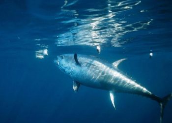 العيون على موعد تاريخي لاحتضان أول هيئة وطنية لحماية التونيات بالمغرب