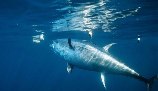 العيون على موعد تاريخي لاحتضان أول هيئة وطنية لحماية التونيات بالمغرب