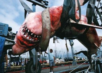 ليبا الأكثر تورطًا في صيد القرش في المتوسطي.