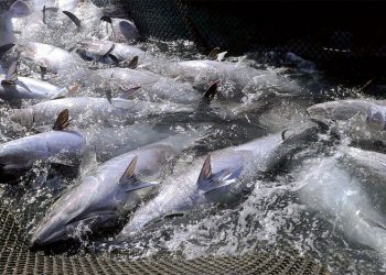 واعليت ينظم للحركة التصحيحية، و يعلن استقالته من الجمعية الوطنية لأرباب المزارب بالمغرب .