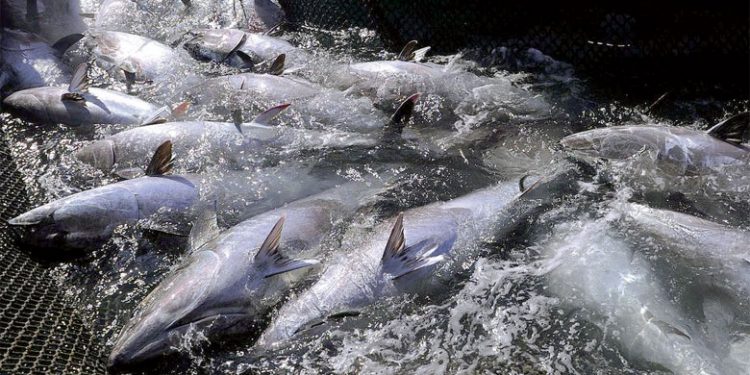 واعليت ينظم للحركة التصحيحية، و يعلن استقالته من الجمعية الوطنية لأرباب المزارب بالمغرب .