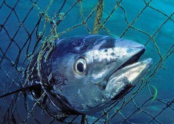 انشقاقات وسط “نادي التون” بالمغرب ، مقابل اهتمام كبير بمشروع الهيئة الوطنية لحماية التونيات.