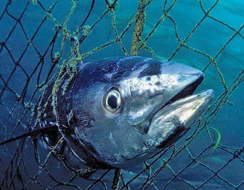 انشقاقات وسط “نادي التون” بالمغرب ، مقابل اهتمام كبير بمشروع الهيئة الوطنية لحماية التونيات.