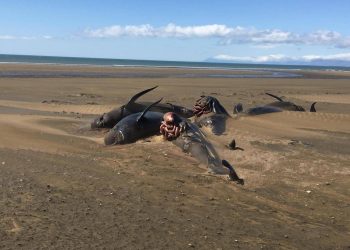 رصد 52 حوتا على الرمال في شاطئ مهجور غرب ايسلندا