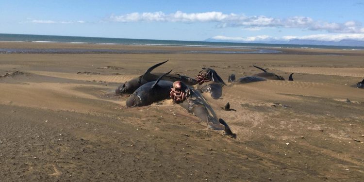 رصد 52 حوتا على الرمال في شاطئ مهجور غرب ايسلندا
