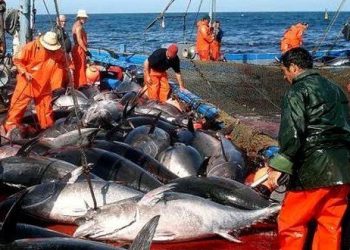 حصة 45 من التونة الحمراء، تدخل الفرحة على قلوب و جيوب صيادي المتوسطي