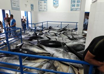 بعد الحبار،مهنيو الصيد بالخيط ينتزعون حصة 45 طنا من التونة الحمراء بالمتوسطي