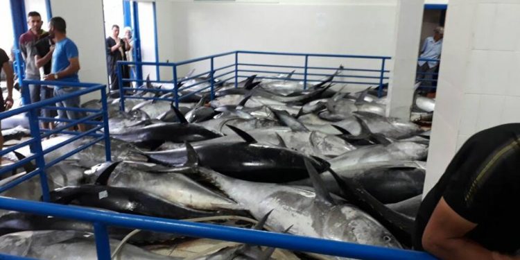 بعد الحبار،مهنيو الصيد بالخيط ينتزعون حصة 45 طنا من التونة الحمراء بالمتوسطي
