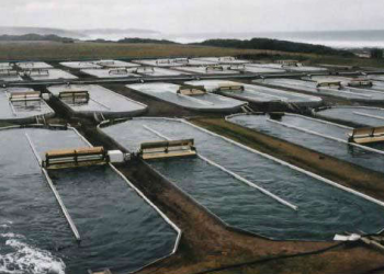 شركة نرويجية تتحكم في الاستزراع السمكي للسلمون عن بعد