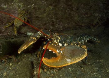 المسوحات الزلزالية تضر بجراد البحر