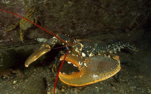 المسوحات الزلزالية تضر بجراد البحر