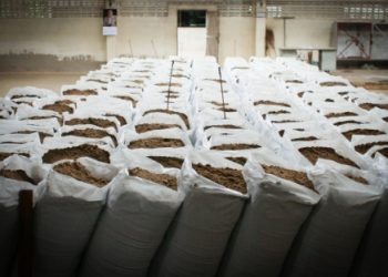 غرينبيس : صناعة دقيق وزيت السمك، تطورت بسرعة في موريتانيا