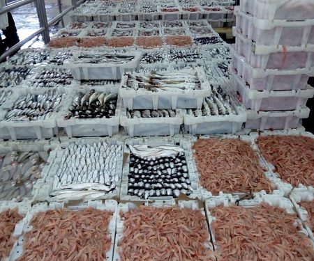 تجار السمك يطالبون بالمساواة مع المجهزين في تطبيق سجل التتبع.